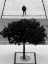 Picture of TWO SILVER TREES