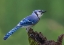 Picture of JUST A JAY
