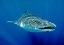 Picture of SHARK IN LIGHT