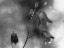 Picture of MONOCHROME BLUEBELLS