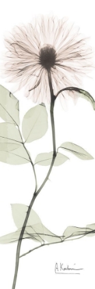 Picture of TRANSCENDENT PINK FLORAL 2