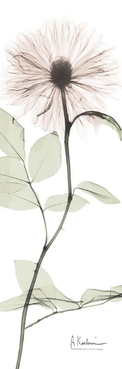 Picture of TRANSCENDENT PINK FLORAL 2