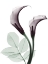 Picture of CHERRY CALLA LILLY DUO