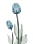 Picture of RETRO BLUE TULIPS 2