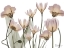 Picture of BLOOMS IN DUSK