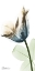 Picture of FLORAL SPECTRUM 2