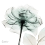 Picture of EMERALD ROSE 1