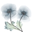 Picture of SAPPHIRE FLORALS 1