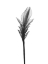 Picture of SINGLE FLORAL
