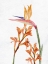 Picture of TROPIC FLORAL 1