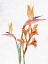 Picture of TROPIC FLORAL 2