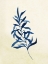 Picture of MIDNIGHT BOTANICAL 2
