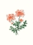 Picture of PINK PEONIES 2