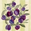 Picture of PLUMS
