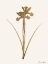 Picture of LEAFED BOTANICAL 2