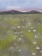 Picture of FIELD OF WHITE FLOWERS 2