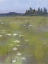 Picture of FIELD OF WHITE FLOWERS 3