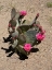 Picture of BLOOMING CACTUS