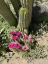 Picture of DESERT BLOOM
