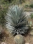 Picture of ECSTATIC CACTUS