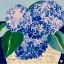 Picture of HYDRANGEAS BY THE SEA