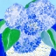 Picture of HYDRANGEAS BY THE SEA V2