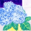 Picture of HYDRANGEAS IN THE VASE YOU BOUGHT TODAY V2