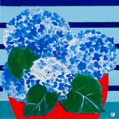 Picture of HYDRANGEAS ON HOLIDAY