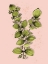 Picture of CHIC GREENS 1