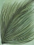 Picture of HORIZON FOLIAGE 1
