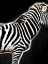 Picture of ZEBRA IN BLACK
