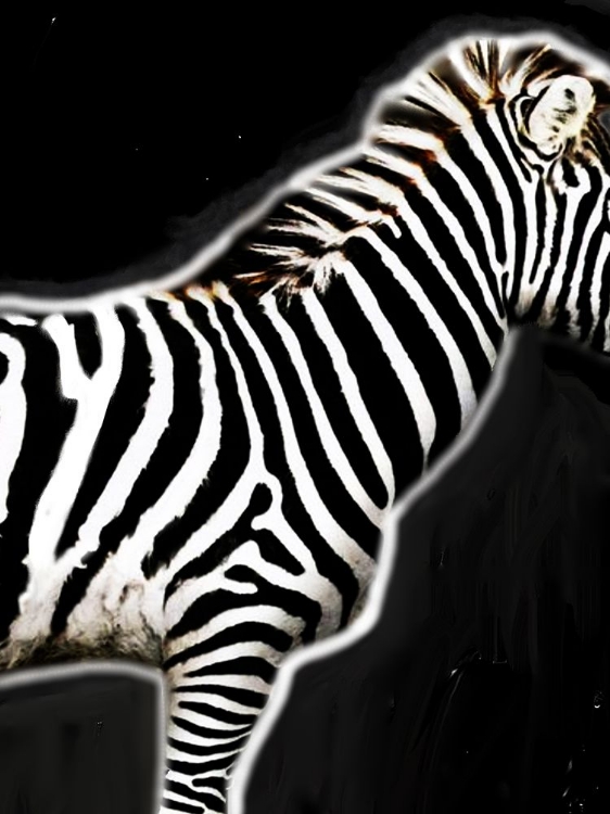Picture of ZEBRA IN BLACK