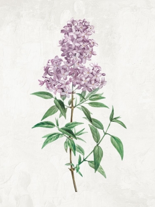 Picture of LILACS 1