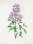 Picture of LILACS 1