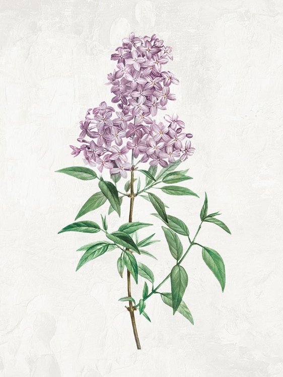 Picture of LILACS 1
