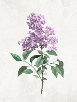 Picture of LILACS 2