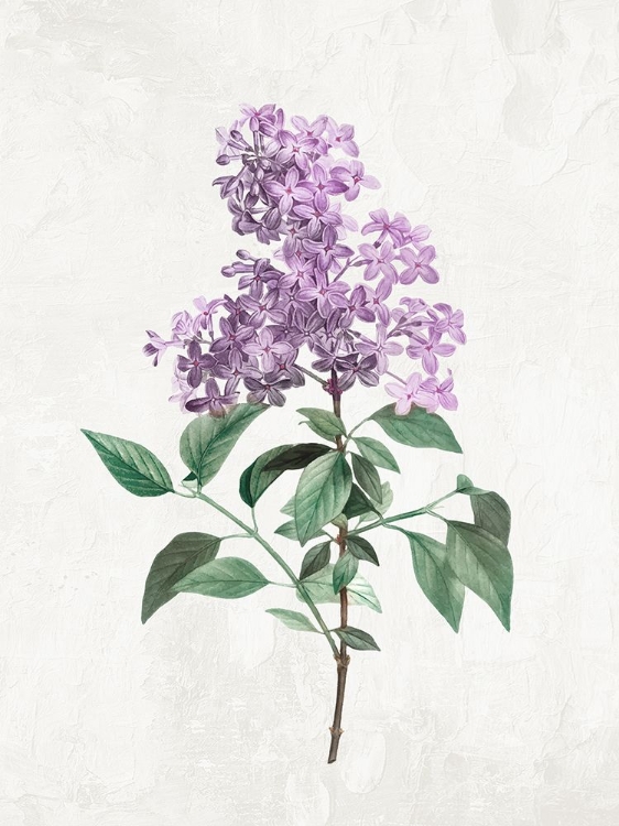 Picture of LILACS 2
