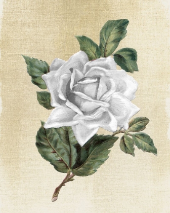 Picture of ROSE