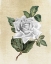 Picture of ROSE