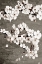 Picture of MAGNOLIAS 1