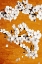 Picture of SPICE ORANGE 1