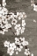 Picture of MAGNOLIAS 2