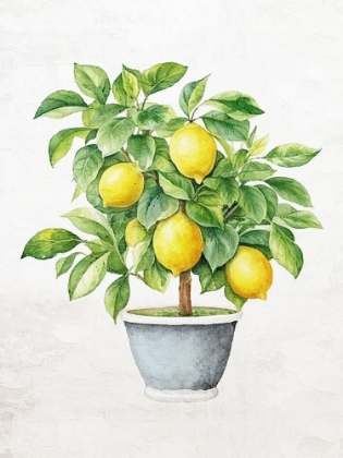 Picture of LEMON TREE 1