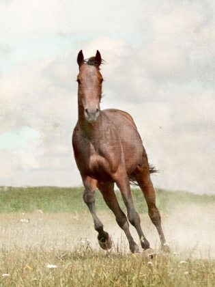 Picture of LONE RUN