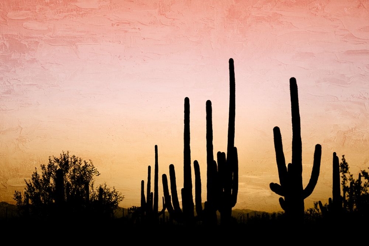 Picture of DESERT SILHOUETTE
