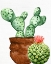 Picture of CACTUS BLOOM 1