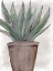 Picture of SUCCULENT PLANT 1