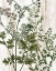 Picture of BOTANICAL AGED 1