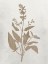 Picture of PRESSED BRANCH 2
