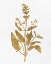 Picture of PRESSED FOLIAGE GOLD 3